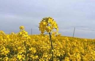 Hayrabolu’da çiçek açan ’Sarı Gelin’, rengiyle...