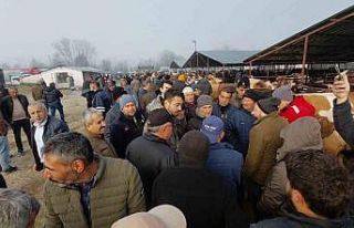 Hayvan pazarında hararetli pazarlık kamerada