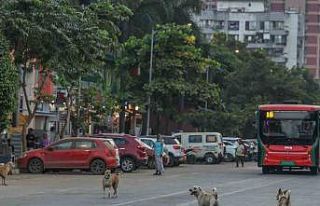 Hindistan’da 62 milyon sokak köpeği, sokakları...