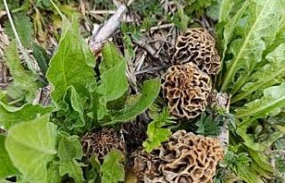 Hisarcık’ta kuzugöbeği sezonu açıldı