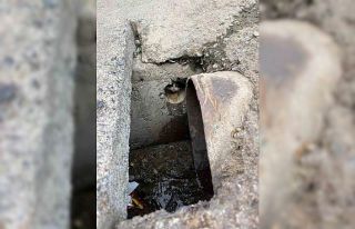 İskenderun’da rögar borusuna düşen yavru kediler...