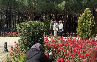 İstanbul’da lale zamanı başladı, Pendik Korusu’nda...