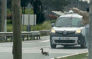 İstanbul’da ördeklerin güvenli geçişi için...