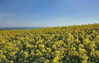 İstanbul’da tarlalar sarıya boyandı