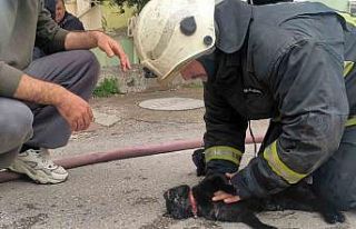 İtfaiye eri yangında dumandan etkilenen kediyi kalp...