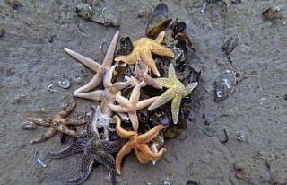 İzmit Körfezi’nden 1,8 milyon metreküp çamur...