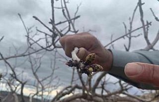 Kar ve yağmur bereketi: Antep fıstığında kuraklık...