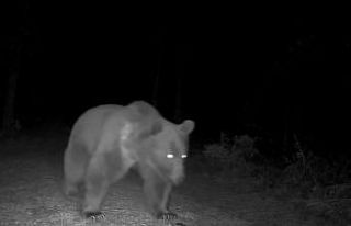Karabük’te boz ayılar fotokapanla görüntülendi