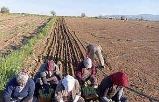 Karacasu’da çiftçilerin tütün mesaisi başladı