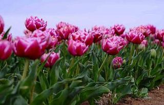 Karaman’da lale tarlası ziyaretçilerine hazırlanıyor