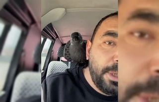 Karga önce sileceğe, sonra sürücünün omzuna...