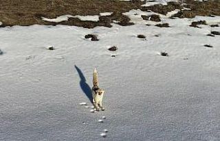 Karlı arazide yiyecek arayan tilki dron kamerasına...