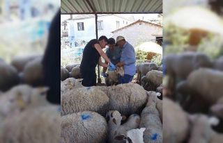 Karpuzlu’da küçükbaş hayvanlar kayıt altına...