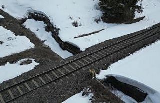 Kars’ta drone ile karşılaşan boz ayı kamerada:...