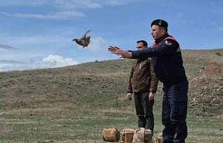 Kars’ta kaçak avcılara darbe: 51 canlı keklik...