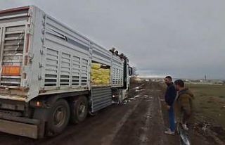 Kars’ta yem ve gübre yüklü tır köy yolunda...