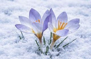 Kartepe’nin nadide türü objektiflere yansıdı