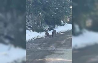 Kastamonu’da karacalar su içerken görüntülendi