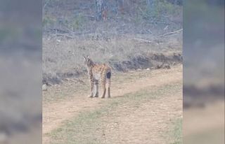 Kastamonu’da ormanda dolaşan vaşak görüntülendi