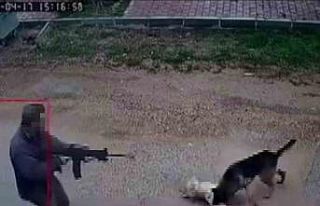 Kavga eden sokak köpeklerine tüfekle ateş edip...