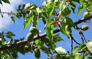 Kayısıda çağla dönemi