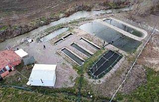 Kaynak suyunda yetişiyor, vatandaş taze taze alıp...