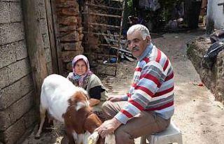 Keçileriyle ömür geçirdiler, şikayetle yıkıldılar:...