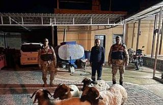 Kilis’te kayıp küçükbaş hayvanlar bulundu
