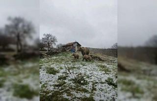 Kış uykusundan uyanan anne ayı yavruları ile yaylaya...