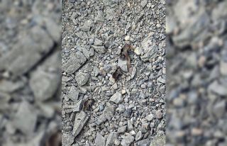 Kış uykusundan uyanan ayı ailesi kameralara yansıdı