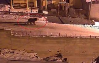 Kış uykusundan uyanan ayılar Bayburt’un köylerinde...