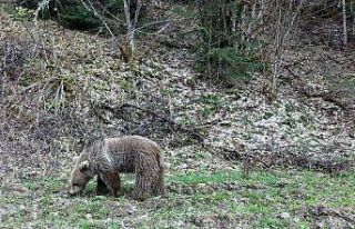 Kış uykusundan uyanan ayılar, ormanlık alanda...