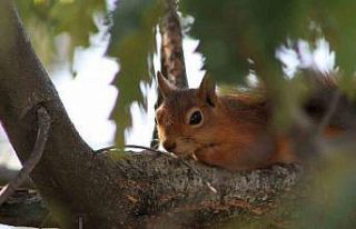Kızıl sincap piknikçilerin neşesi oldu