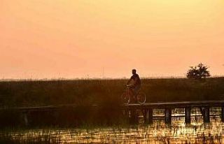 Kızılırmak Deltası Kuş Cenneti’nde bahar coşkusu