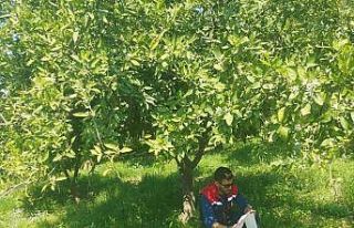 Koçarlı’da Akdeniz meyve sineğine karşı tuzaklı...