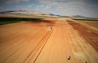 Konya Ovası’nda yağışlar rekolte beklentisini...