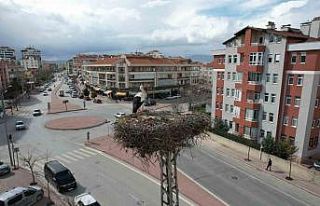 Konya’nın leylekleri direkteki yuvalarına geldi