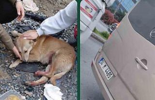 "Köpeğe çarptın" tartışması kamerada