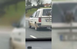 Köpeğin komik anları kamerada