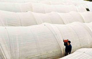 Köprübaşı çileği bu sene de çiftçinin yüzünü...