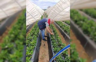 Köşk’te çilekte pestisit denetimi sürüyor