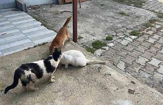 Kötü şartlarda evde tutulan hayvanlar, gençlerin...