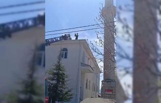 Kovancılar’da mahsur kalan kedi kurtarıldı