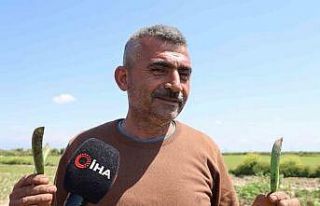 Kozan bezelyesi görünümüyle Karadeniz hamsisine...