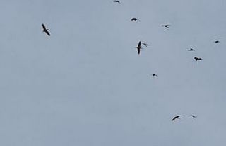 Kozan semalarında leyleklerin göç yolculuğu mest...