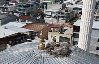 Kubbedeki leylekler mahalle yaşantısına renk katıyor