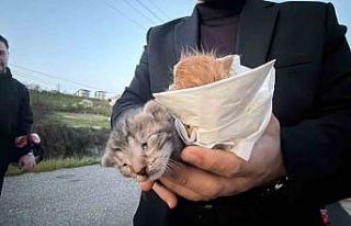 Küçük kızın duyarlılığı sayesinde 2 yavru...