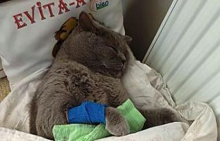 Kuduz aşısı sonrası kedileri ölen aile şikayetçi...