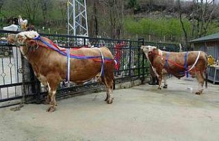 Kurban Bayramı yaklaşırken tonluk kurbanlıklar...