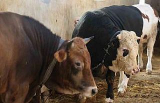 Kurbanlık alacaklara "yaş" uyarısı